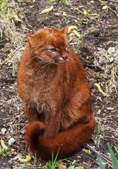 an orange cat sitting on the ground with its eyes closed