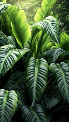 large green leaves are growing in the jungle