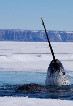 a humpback whale in the water with its mouth open and it's tail sticking out