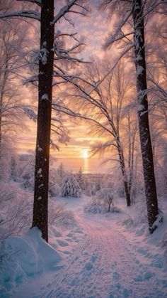 the sun is setting behind some trees in the snow