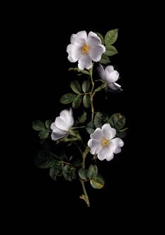 three white flowers with green leaves on a black background