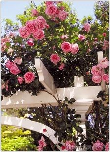 pink roses are growing on the top of a white trellis in front of trees