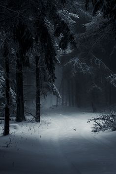 a black and white photo of snow covered trees in the woods at night with fog