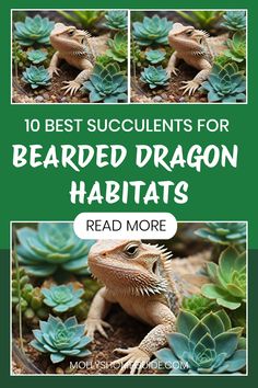 the top 10 best succulents for bearded dragon habitats