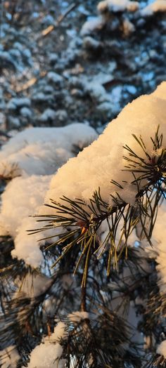 the branch of a pine tree is covered in snow