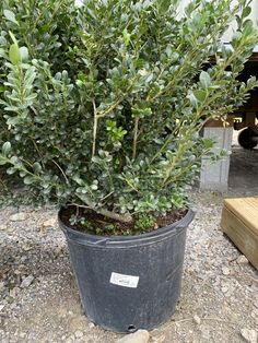 a potted plant sitting on top of a gravel ground