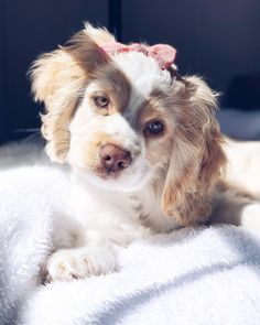 a brown and white dog laying on top of a blanket