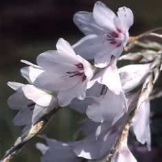 some white flowers are blooming in the sun