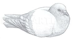 a drawing of a bird sitting on top of a white sheet with the words, how to draw a pigeon