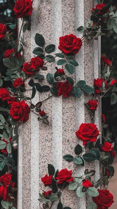 red roses are growing on the side of a pillar