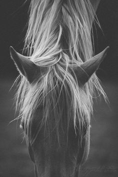 a black and white photo of a horse with long hair on it's head