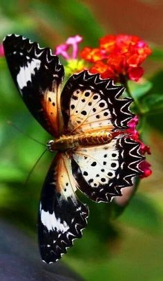 two butterflies sitting on top of each other near some red and yellow flowers with green leaves in the background