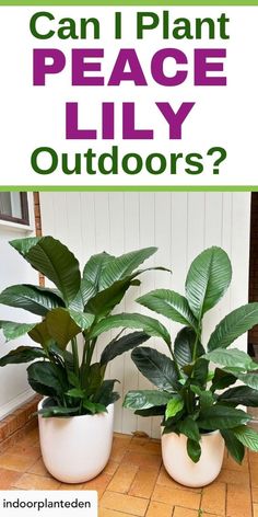 two potted plants with the words can i plant peace lily outdoors?