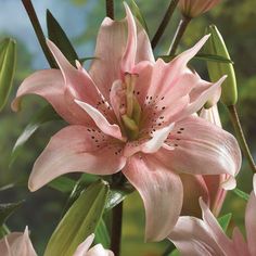 pink flowers are blooming in a vase with green leaves on the side and blue sky behind them