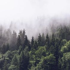 the forest is covered in fog and low lying clouds