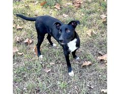 a small black and white dog standing on top of a grass covered field with leaves