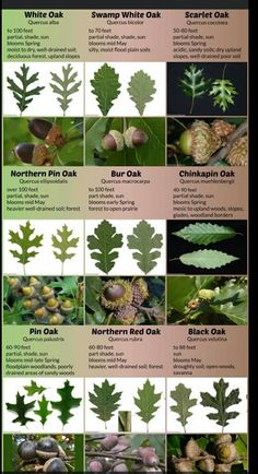 the different types of leaves and their names