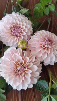 some pink flowers on a wooden table with green leaves and stems in the middle one is blooming