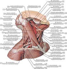 the muscles and their major structures are labeled in this diagram, with labels on each side