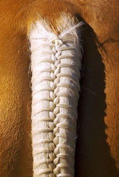 the back end of a horse's head with white braids on its tail