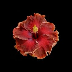 a large red flower with yellow stamens in the center on a black background