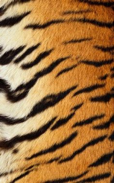 close up view of the skin of a tiger