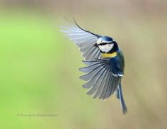 a small blue bird flying through the air