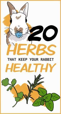 an animal with the words 20 herbs that keep your rabbit healthy