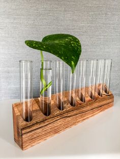 a plant is growing in test tubes on a wooden stand with four glass beaks