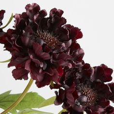 two dark red flowers with green leaves on a white background