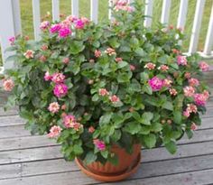 a potted plant with pink flowers sitting on a wooden deck next to a white fence