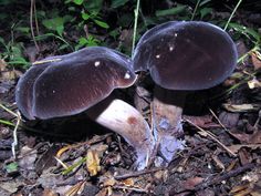 there are two mushrooms that are on the ground