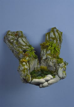 two hands holding plants and rocks against a blue wall