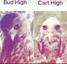 two pictures of an owl with big eyes and the words bud high, cart high