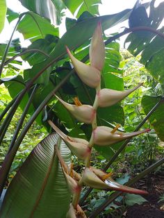 some very pretty flowers in the middle of some trees and plants with large green leaves