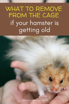 someone holding a hamster in their hands with the caption what to remove from the cage if your hamster is getting old