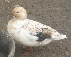 a duck standing next to a bucket on the ground