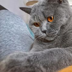 a gray cat laying on top of a bed