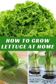 lettuce growing in small glass bowls with the words how to grow lettuce at home