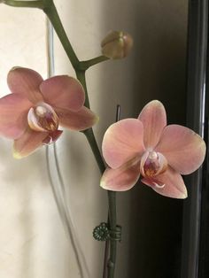 two pink orchids sitting in a vase on a table next to a mirror with the reflection of another flower