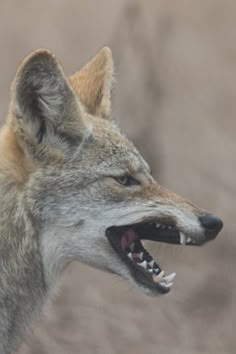 a wolf with its mouth open showing teeth