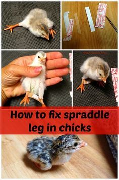 how to fix spraddle leg in chicks - step by step instructions and pictures