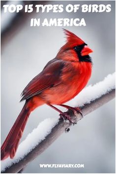 a red bird sitting on top of a snow covered branch with the words top 5 types of birds in america