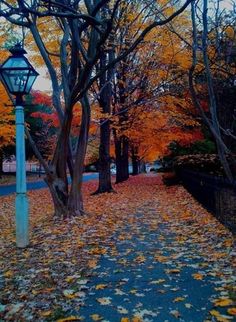 a street light surrounded by trees with leaves on the ground