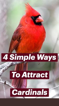 a cardinal sitting on top of a tree branch with the words 4 simple ways to attract cardinals