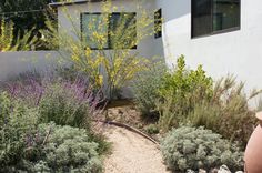 a garden with various plants in front of a white wall and small building behind it