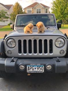 two puppies are sitting on the hood of a jeep