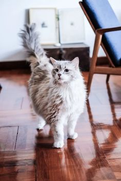 a white cat standing on top of a hard wood floor next to a blue chair