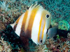 an orange and white striped fish swimming on the ocean floor with corals in the background