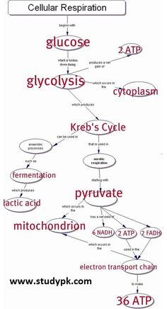 a diagram showing the structure of cellular respiraton and how to use it